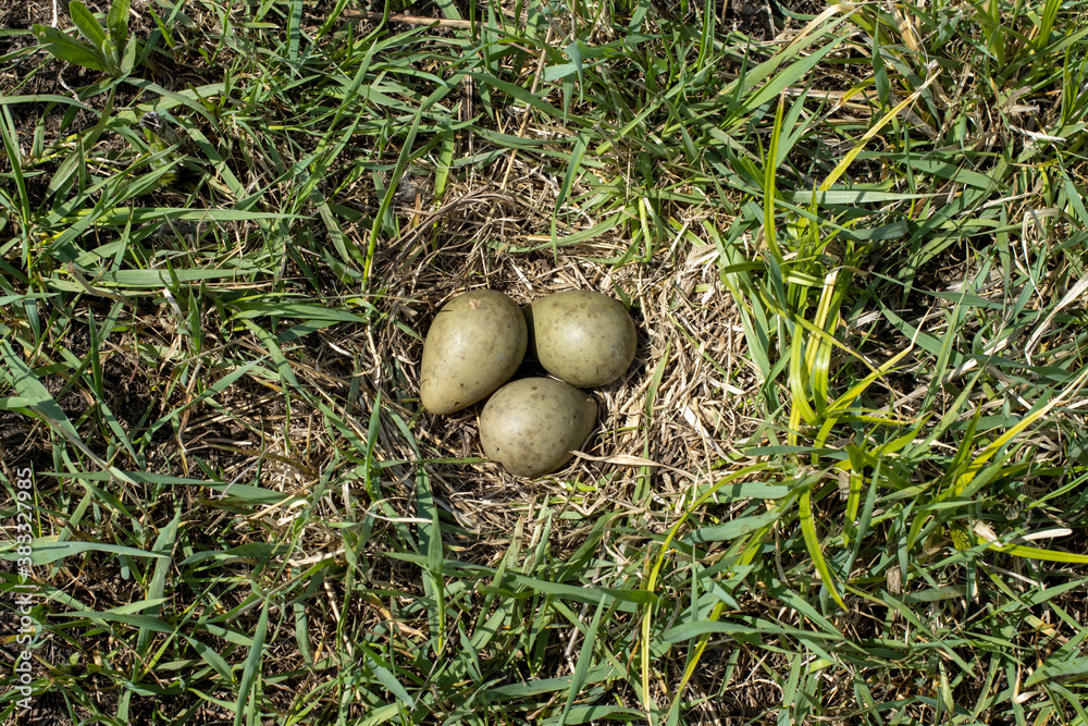 Limosa limosa. The nest of the Black-tailed Godwit in nature. Limosa limosa. The nest of the Black-tailed Godwit in nature.