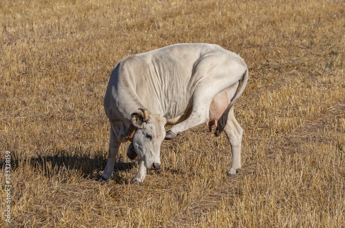 Cow in the foreground in the countryside