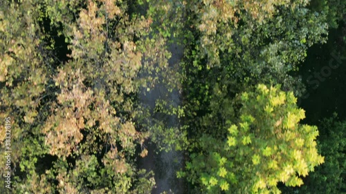 Wallpaper Mural Birdseye down shot of tree crowns in Enrique Tierno Galván Park in Spain. Torontodigital.ca