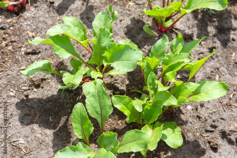 Fototapeta premium Fresh organic leafy green vegetable common in Mediterranean cuisine, Italian, ready for harvest.