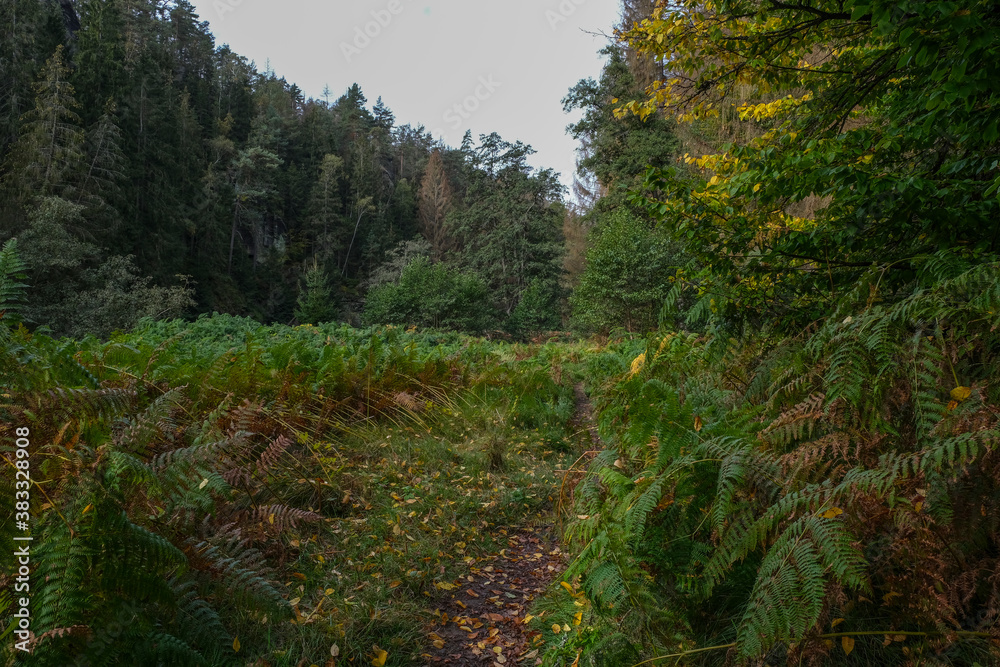 Fototapeta premium Hiking path through the Kirnitzschtal