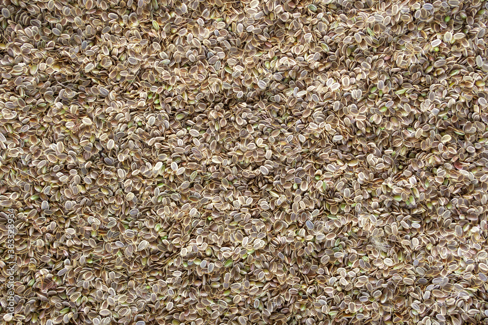dill seeds background food texture. Aromatic seasoning dill seeds background food texture. Aromatic seasoning