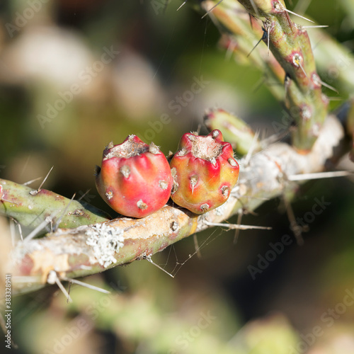 (Harrisia martinii) Harrisia cactus or applecactus with rigid and straight pink or gray thorns, spiny edible unripe reddish yellow globular fruits  photo
