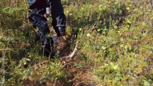 Hikers along a muskeg trail Alaska