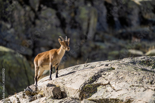  Iberian ibex, Spanish ibex, Spanish wild goat, or Iberian wild goat (Capra pyrenaica)
