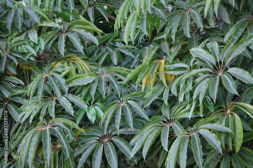 Close-up full frame view of the thick large foliage of a Schefflera Umbrella Tree photo