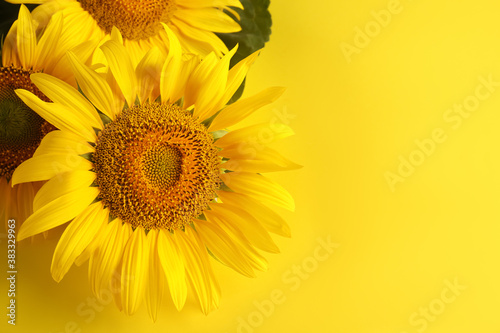 Beautiful bright sunflowers on yellow background. Space for text