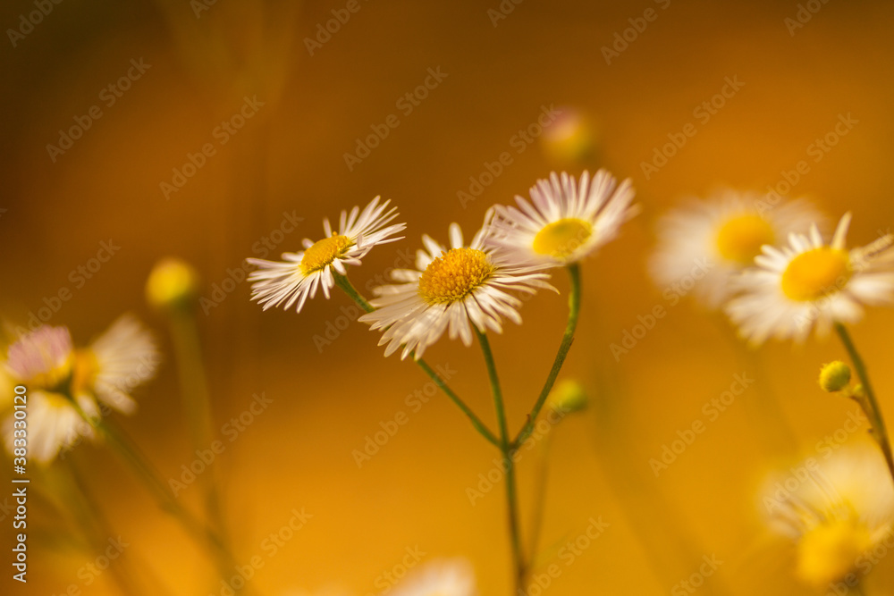 Daisies in a meadow close-up in the setting sun.. Selective focus. . High quality photo Daisies in a meadow close-up in the setting sun.. Selective focus. . High quality photo