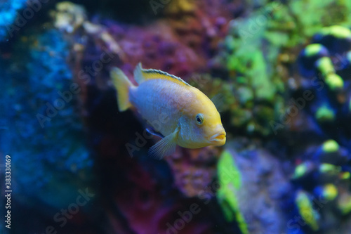 Fototapeta Naklejka Na Ścianę i Meble -  pseudotropheus Lombardo fish and cynotilapia Afro. colorful fish in the aquarium selective focus