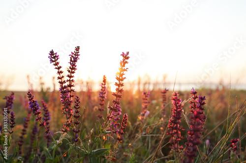 Beautiful wild flowers in field at sunrise, closeup. Early morning landscape