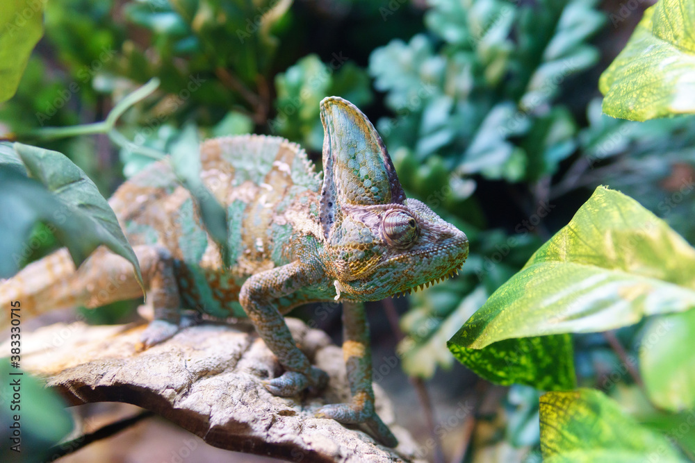 Fototapeta premium portrait of chameleon lizard changing color of skin. selective focus