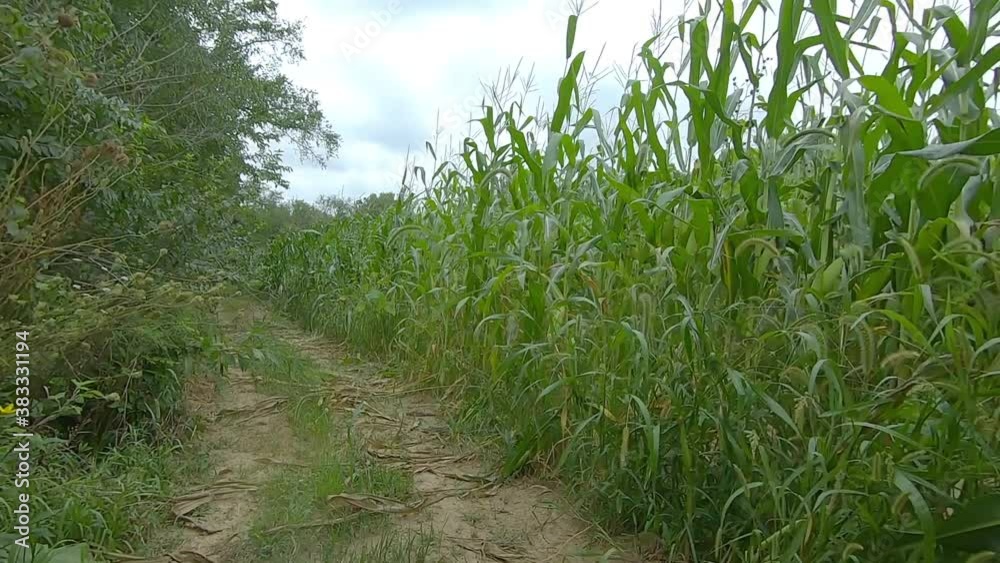 POV from the back of a small all terrain vehicle on a narrow weed covered dirt lane between a corn field and a timber stand POV from the back of a small all terrain vehicle on a narrow weed covered dirt lane between a corn field and a timber stand