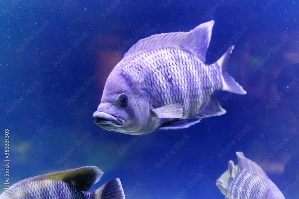 Nile tilapia fish is species of tilapia. Commercially important as a