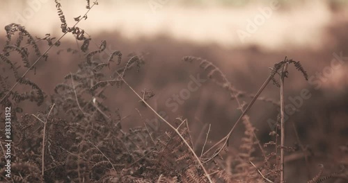 Thetford forest overgrowth at sunset. photo