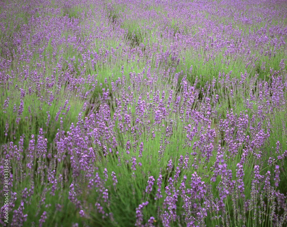 Naklejka premium ラベンダー