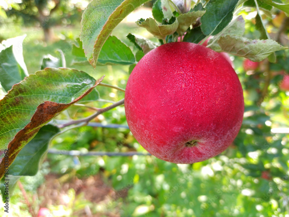 Apple trees in an orchard, with red apples