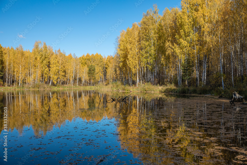 Forest lake in autumn and fallen leaves on the water Forest lake in autumn and fallen leaves on the water