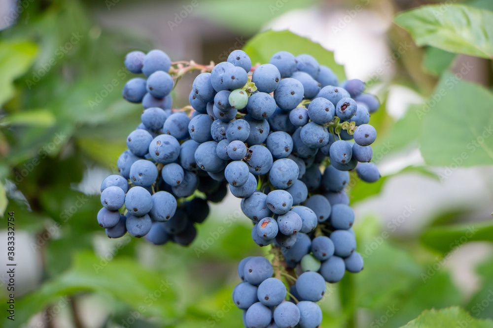 Berries of wild blue grapes and green leaves