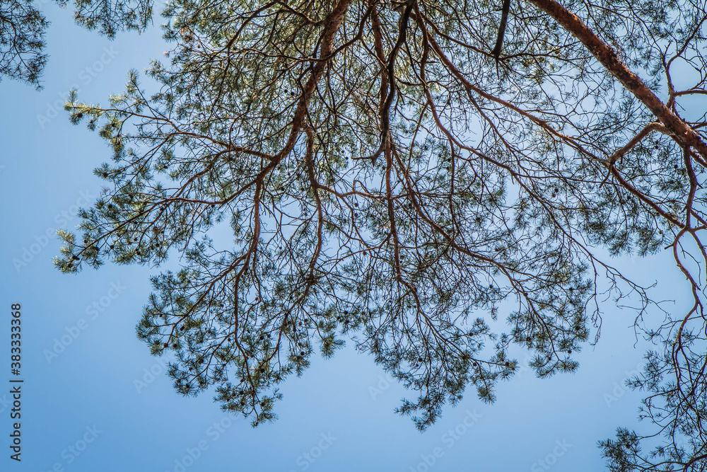 Pine forest seen upwards against the sky on a sunny day	
