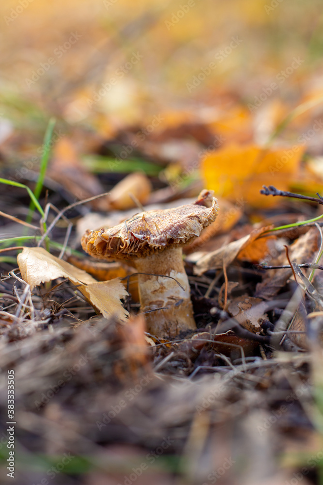 Fototapeta premium Mushroom in leaves in the forest in autumn.