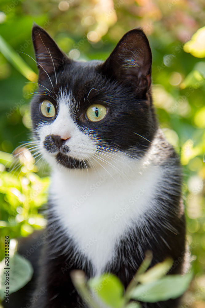 Young black and white cat observing something in a garden - looking surprised or interested