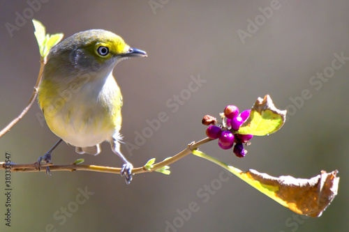 white eyed vireo with purple berries photo