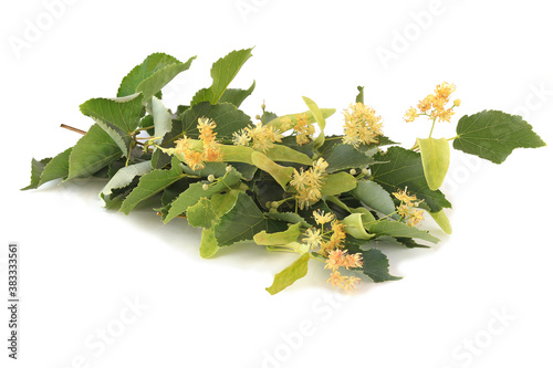 Flowering branch of honey plant linden isolated on white