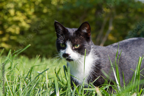 Young black and white cat in a garden among grass 