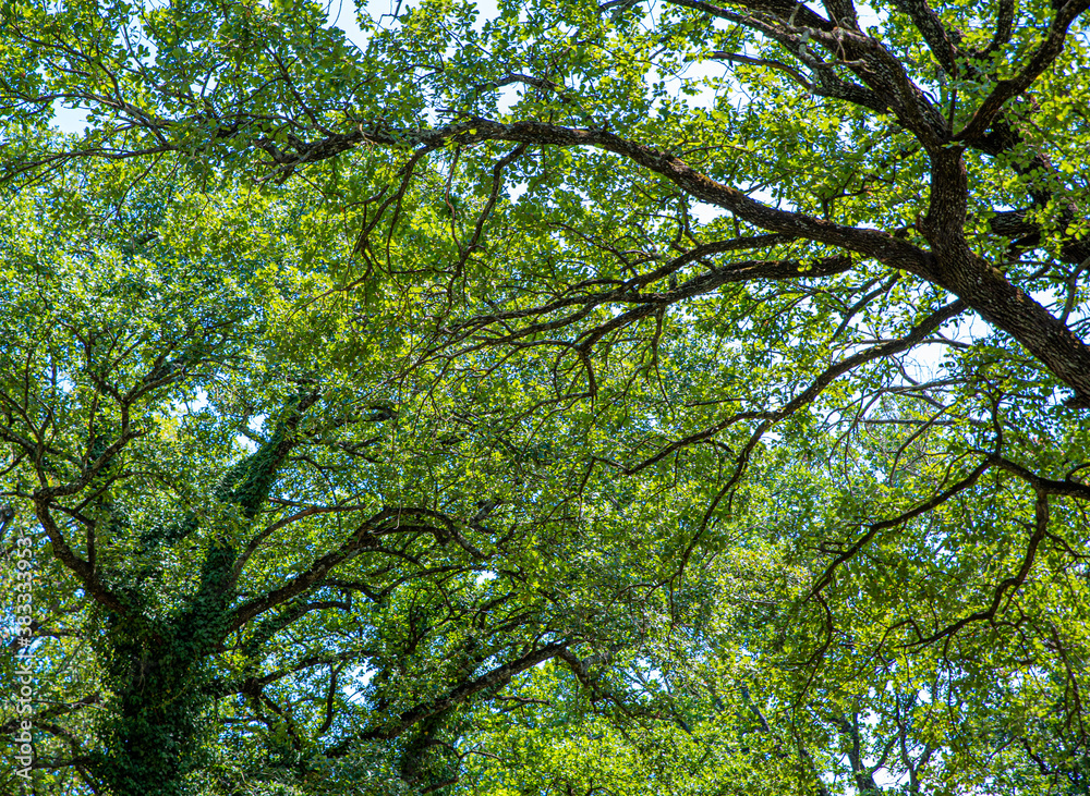 Panorama of branches and green leaves of large trees in the forest Panorama of branches and green leaves of large trees in the forest