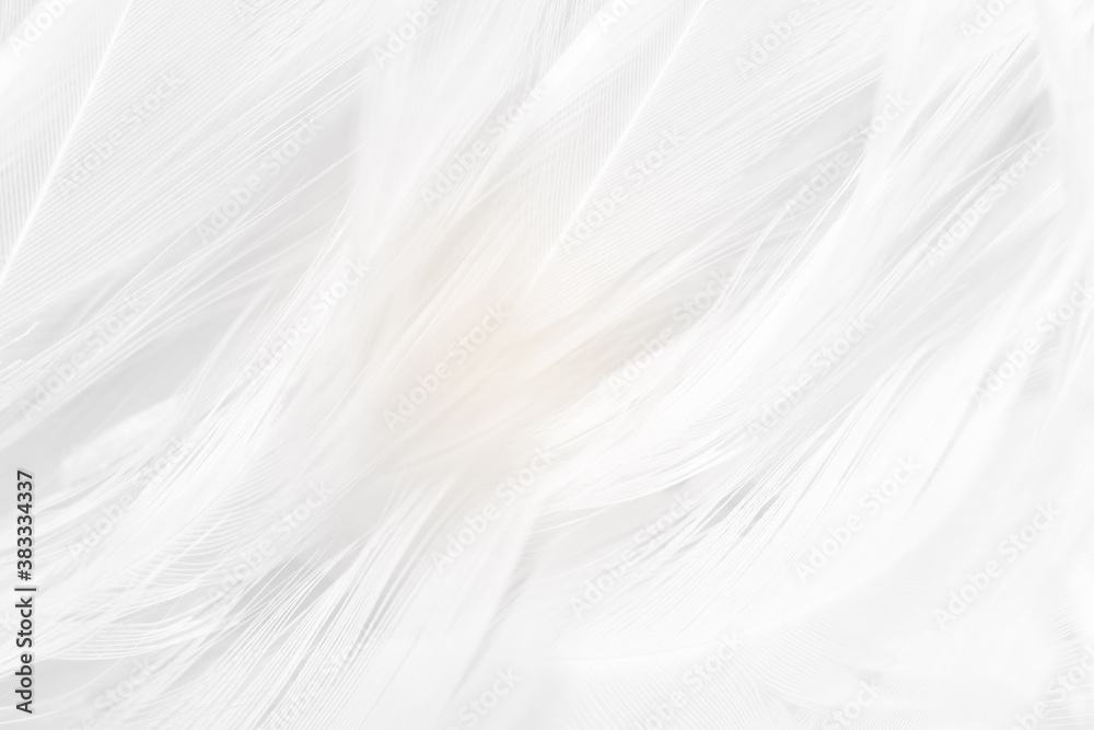 Soft focus white feather wooly pattern texture background Soft focus white feather wooly pattern texture background