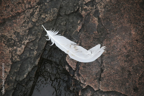 A lost feather from a bird laying on the rocks