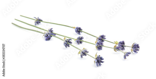 Beautiful lavender flowers on white background, closeup
