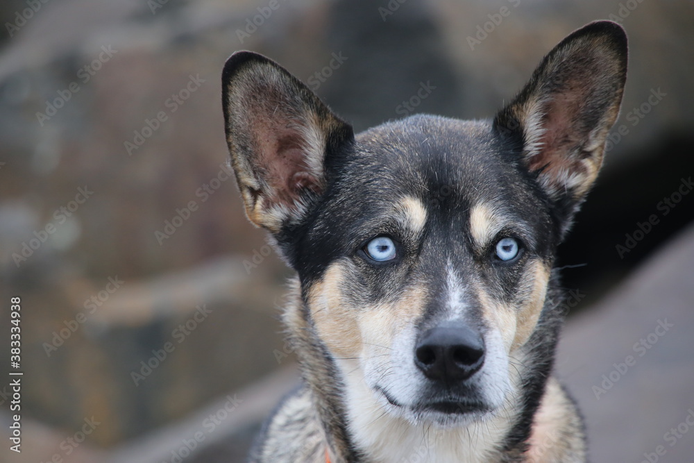 A beautiful mixed breed husky dog face.