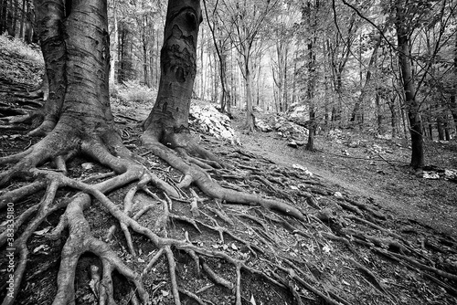 Trail in the forest made of bare tree roots. A lot of tree roots in the forest