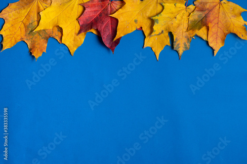 Beautiful autumn maple leaves isolated on blue background