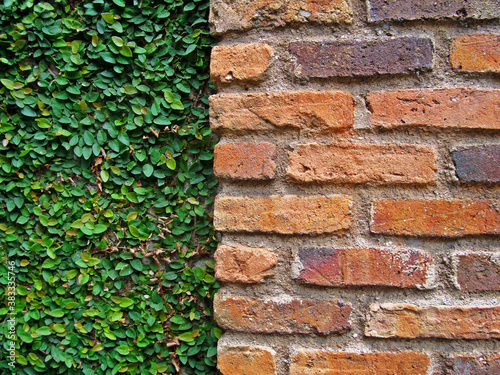 Creeping fig and brick wall background 