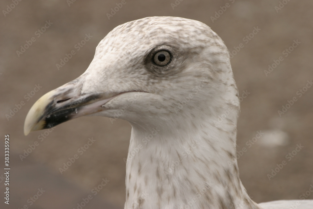 seagul watching seagul watching