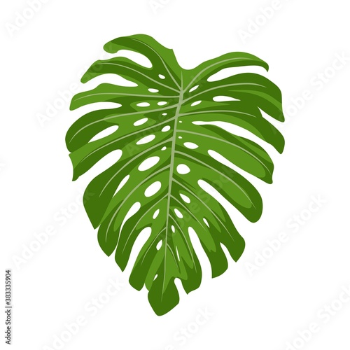Green monstera leaf on isolated white .tropical leaves 