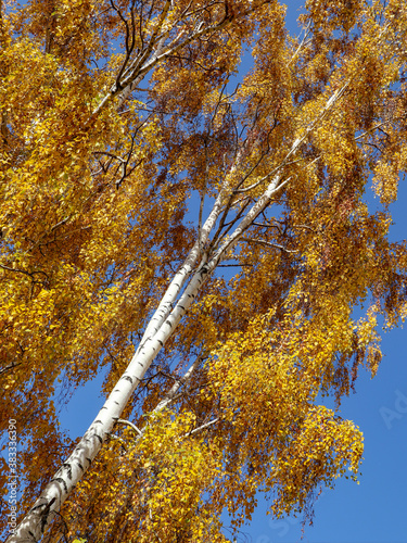 Yellow tree birch with blue sky in the fall. Beautiful bright autumn view with leaves and branches lit by natural sunlight.