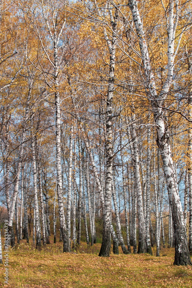 Fototapeta premium Birch grove in Golden sunlight on a clear day.