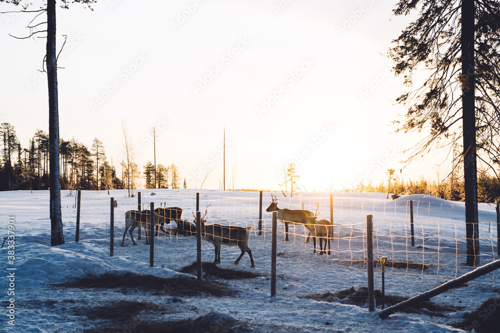 Winter zoo with area for young noble deers living in animal natural park environment for journey wanderlust,herd in corral on winter location for xmas deers in morning on snow