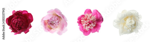 Set of different beautiful peony flowers on white background. Banner design