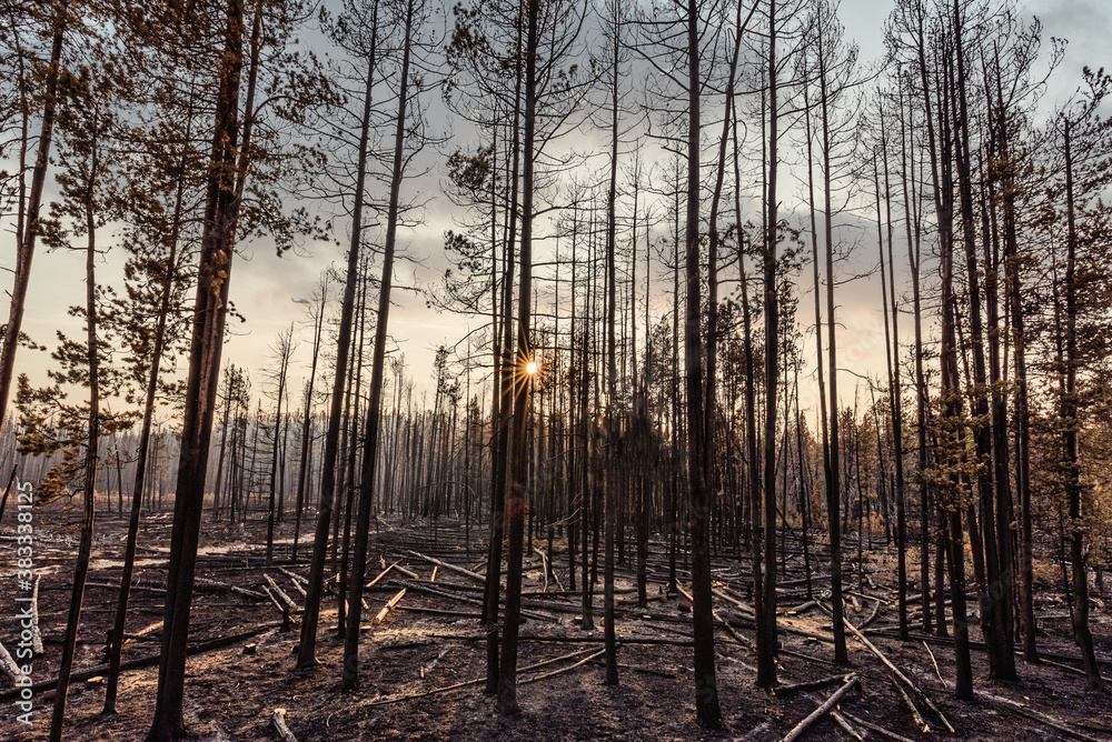 Pine forest after the Trap Creek fire north of Stanley, Idaho, in September 2020. Pine forest after the Trap Creek fire north of Stanley, Idaho, in September 2020.