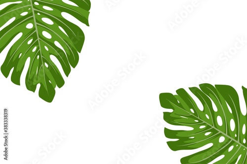 Monstera leaf or swiss cheese leaf on the corner of the white background