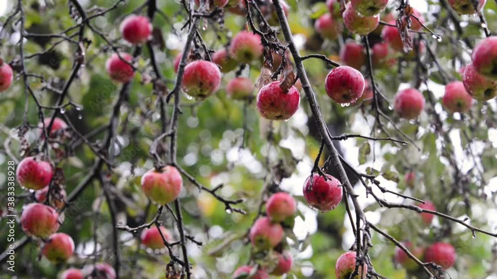 red apples hanging on branches in an apple tree in the rain red apples hanging on branches in an apple tree in the rain