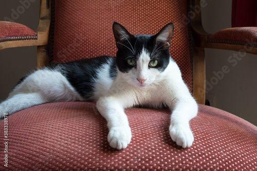 chat allongé sur un fauteuil rouge regardant l'appareil photo d'un air confiant et captivant avec ses 2 pattes avant vers le spectateur