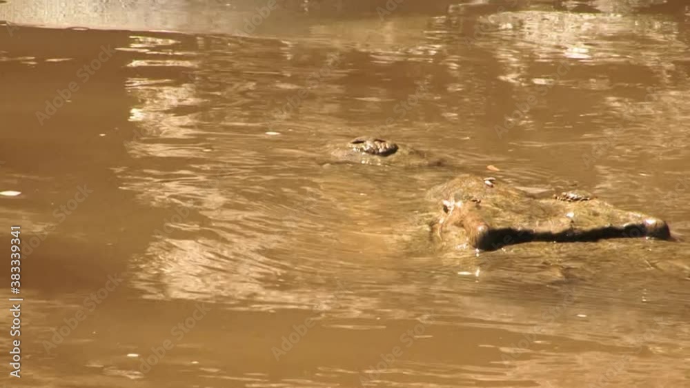 Head of a large crocodile emerging from the murky waters of the Tarcoles River in Costa Rica. Head of a large crocodile emerging from the murky waters of the Tarcoles River in Costa Rica.