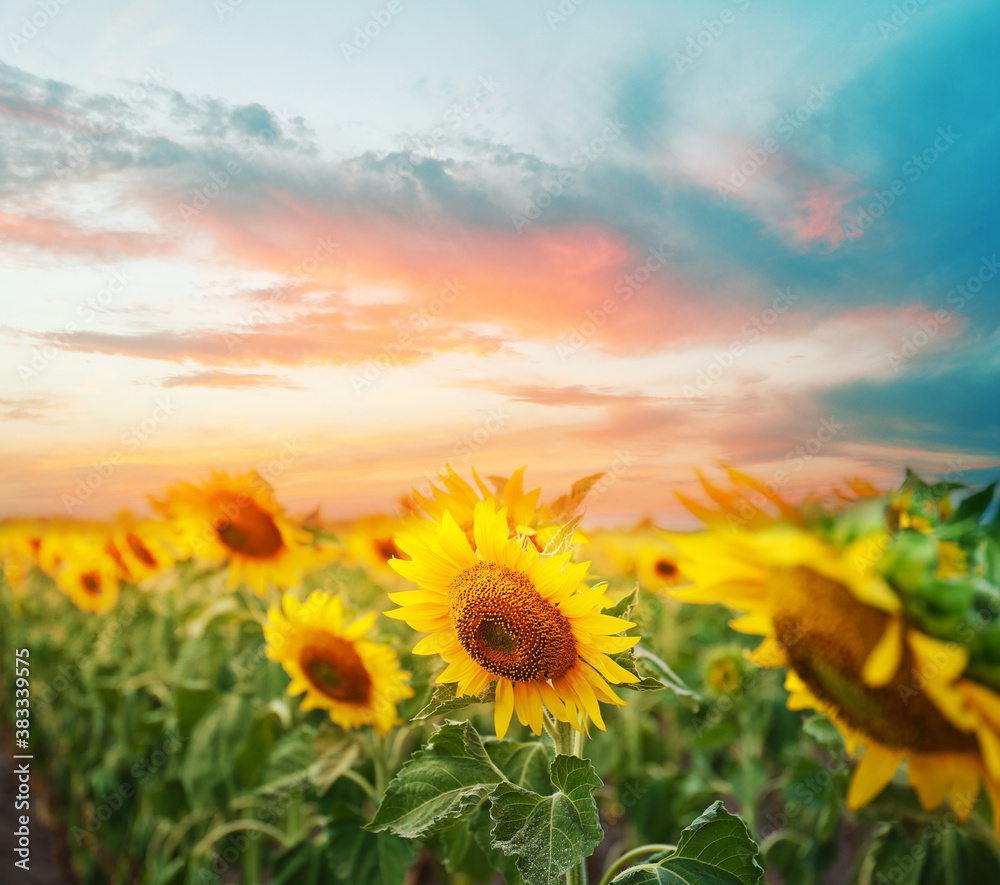 Fototapeta premium Beautiful sunflower field under picturesque sky with clouds at sunset