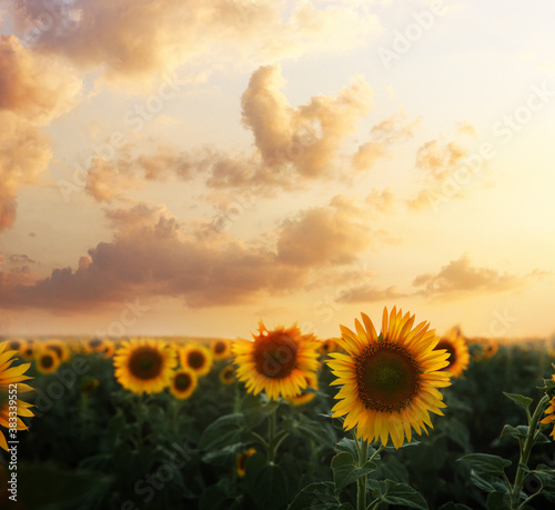 Beautiful sunflower field under picturesque sky with clouds at sunset