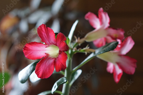 house plant of  adenium  with pink flower in  pot .